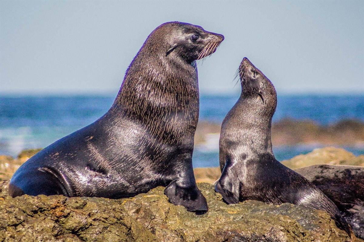 Identifica los lobos marinos por sus orejas, se parecen a las focas