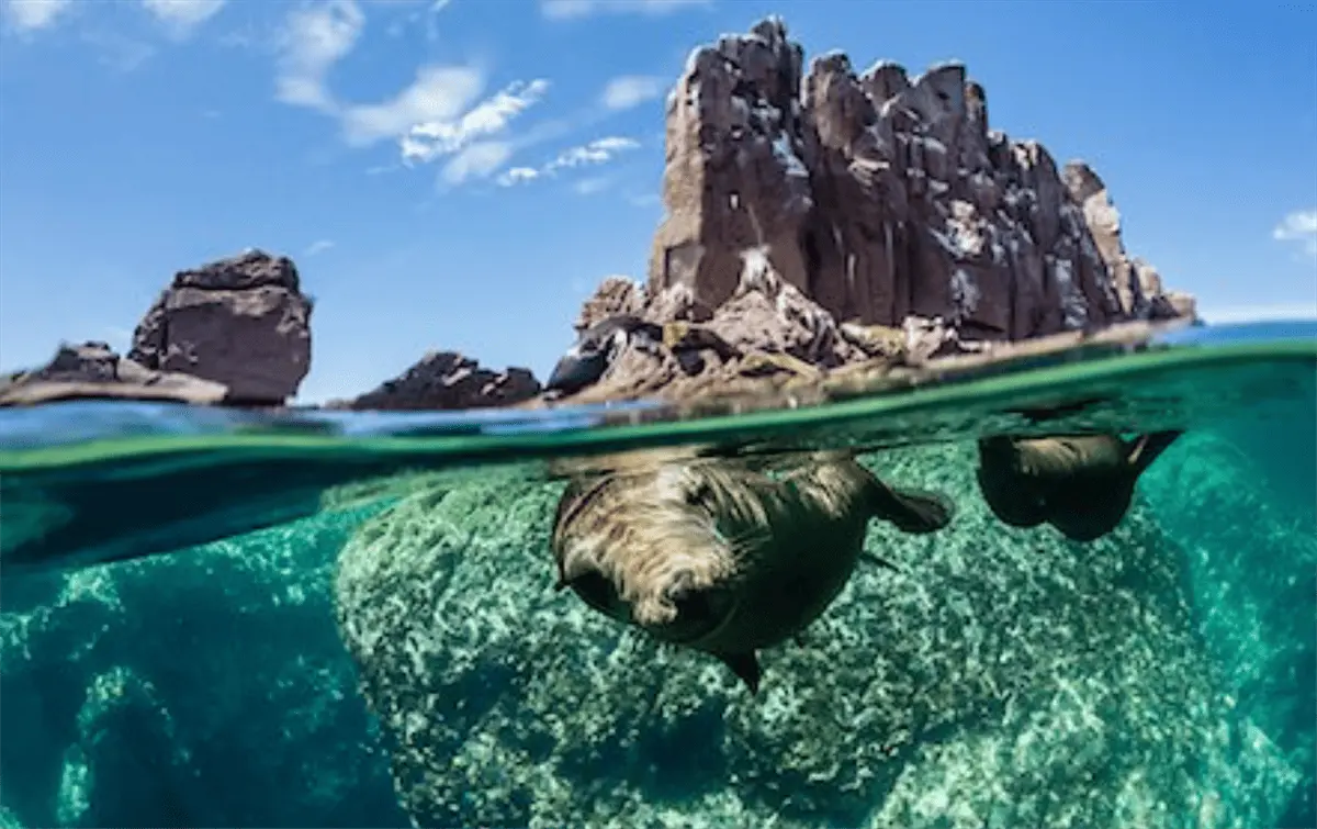 Lobos marinos en Isla de El Farallón, al norte de Sinaloa