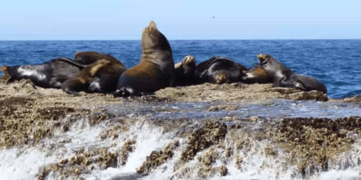 Miembros de una colonia de lobos marinos en Sinaloa ¿Los has visto al natural?