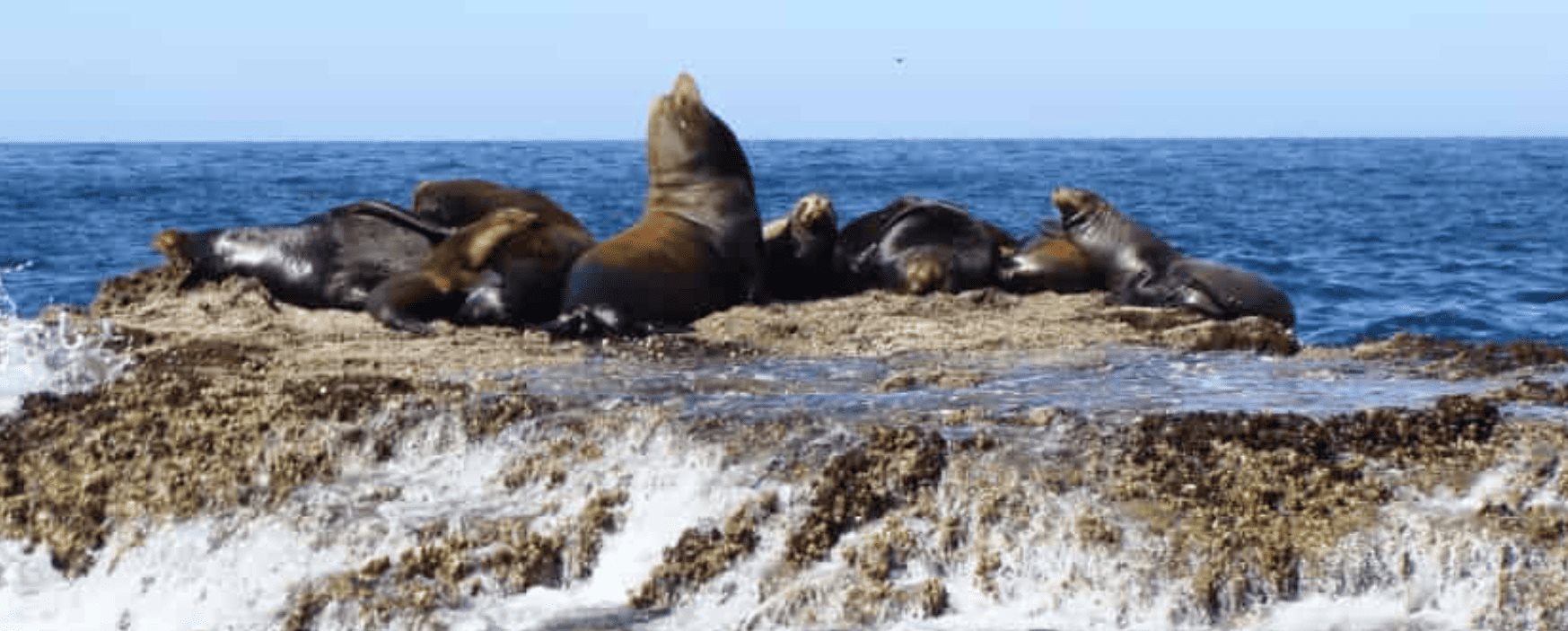 Miembros de una colonia de lobos marinos en Sinaloa ¿Los has visto al natural?