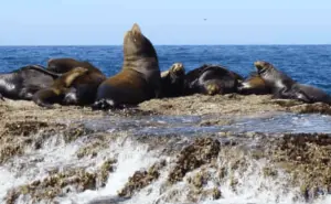 ¿Dónde habita la colonia más grande de lobos marinos en Sinaloa?