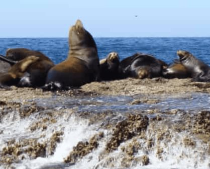 ¿Dónde habita la colonia más grande de lobos marinos en Sinaloa?