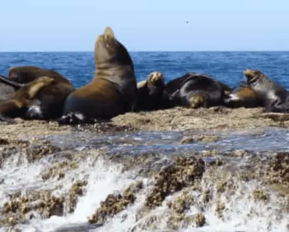 ¿Dónde habita la colonia más grande de lobos marinos en Sinaloa?