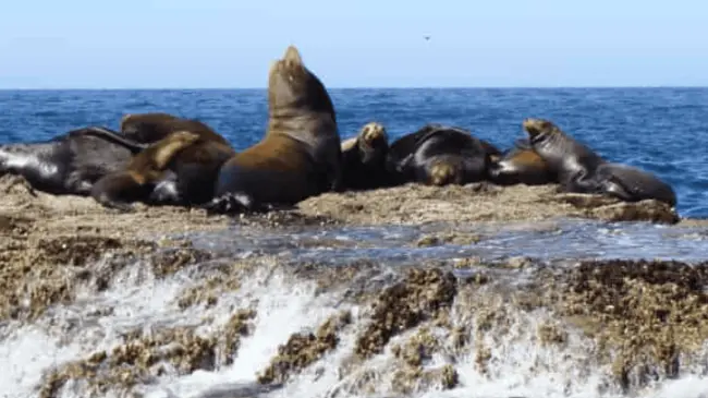 Miembros de una colonia de lobos marinos en Sinaloa ¿Los has visto al natural?