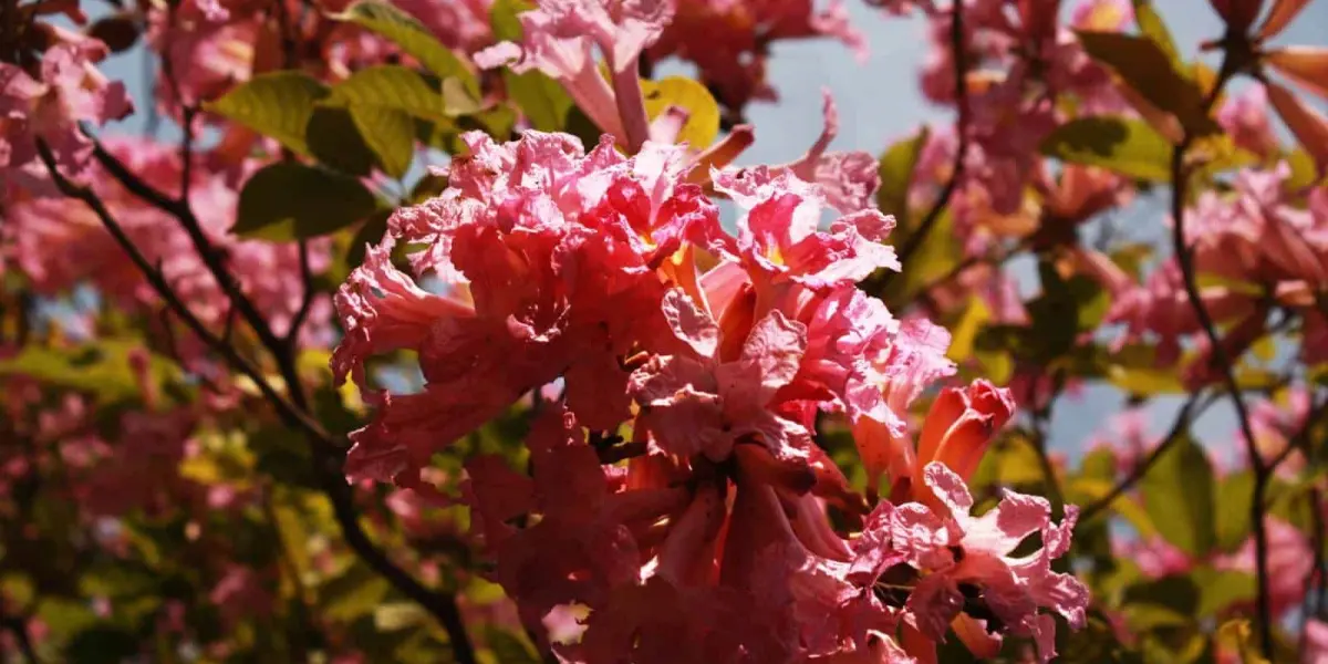 Llegó la primavera al Jardín Botánico Culiacán. Cortesía