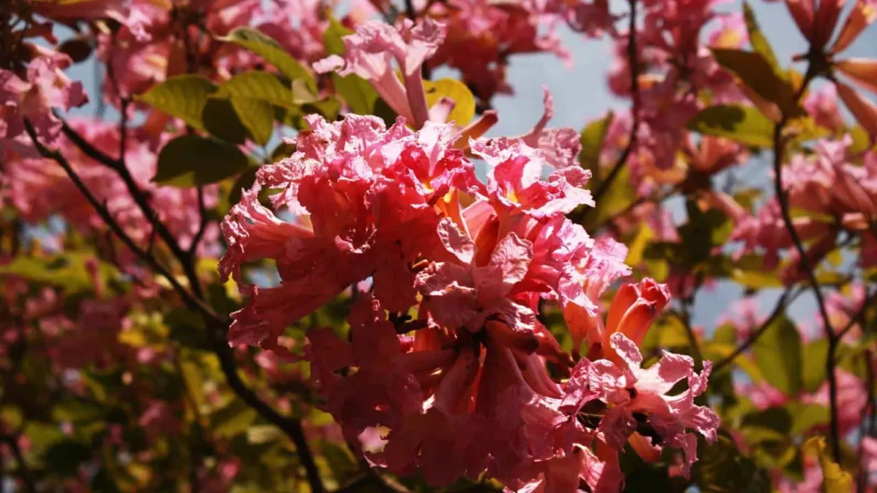 Llegó la primavera al Jardín Botánico Culiacán. Cortesía