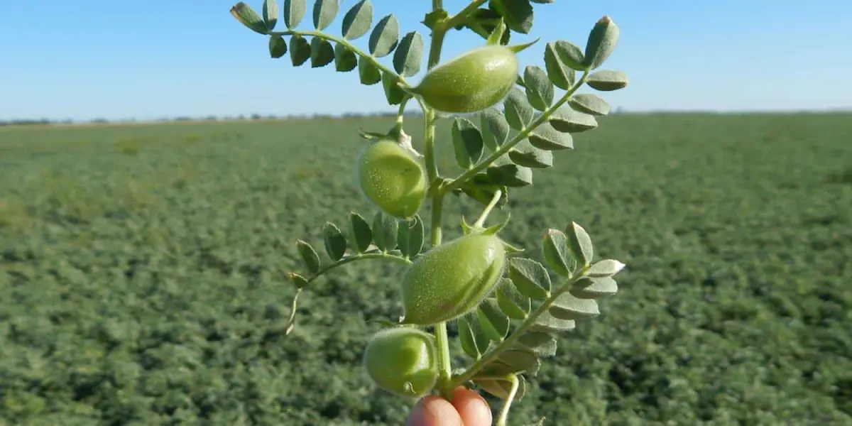 Cultivo de garbanzo en Sinaloa, para que se lo coman en 10 países