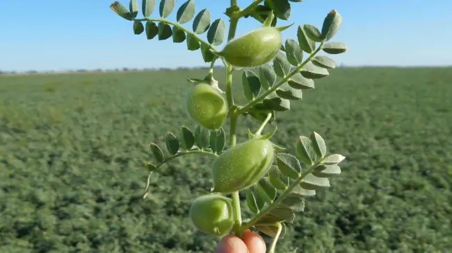 Cultivo de garbanzo en Sinaloa, para que se lo coman en 10 países