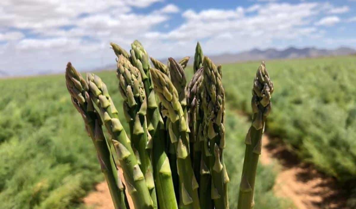 Cultivo de espárragos en Sonora. Foto Noro