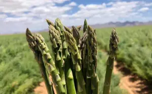 Los principales cultivos agrícolas en Sonora