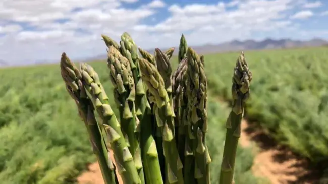 Cultivo de espárragos en Sonora. Foto Noro