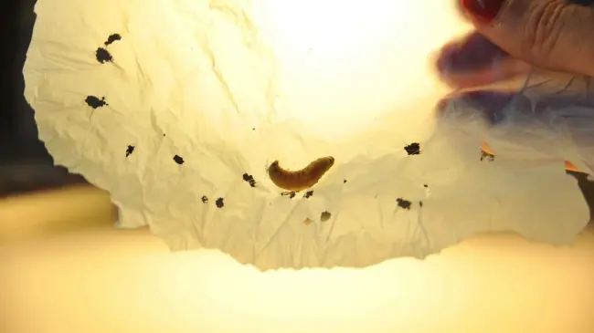 Gusano come plástico ayuda a combatir la contaminación. Foto NatGeo
