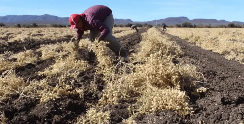 Producción de garbanzo en sistema de Temporal, Mocorito, Sinaloa