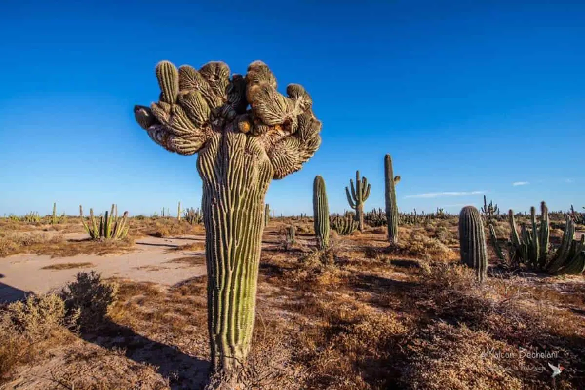 Bosques de Sahuaro en Sonora