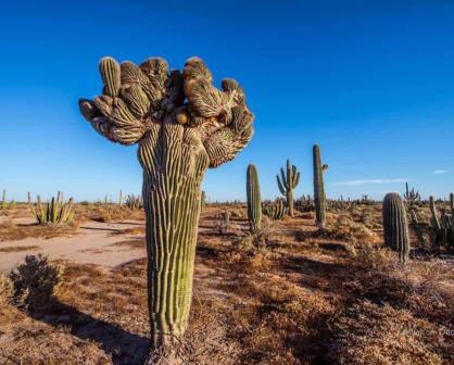 El Sahuaro: Un gigante del desierto de Sonora