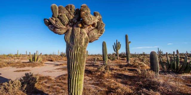 El Sahuaro: Un gigante del desierto de Sonora