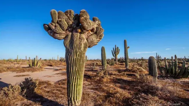 Bosques de Sahuaro en Sonora