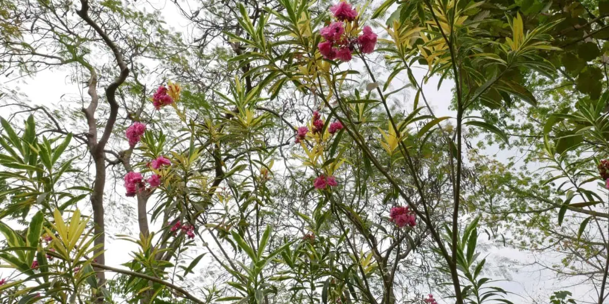 Floraciones en Jardín Botánico Culiacán. Foto Cortesía