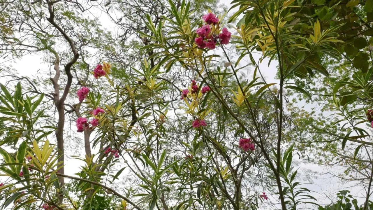 Floraciones en Jardín Botánico Culiacán. Foto Cortesía