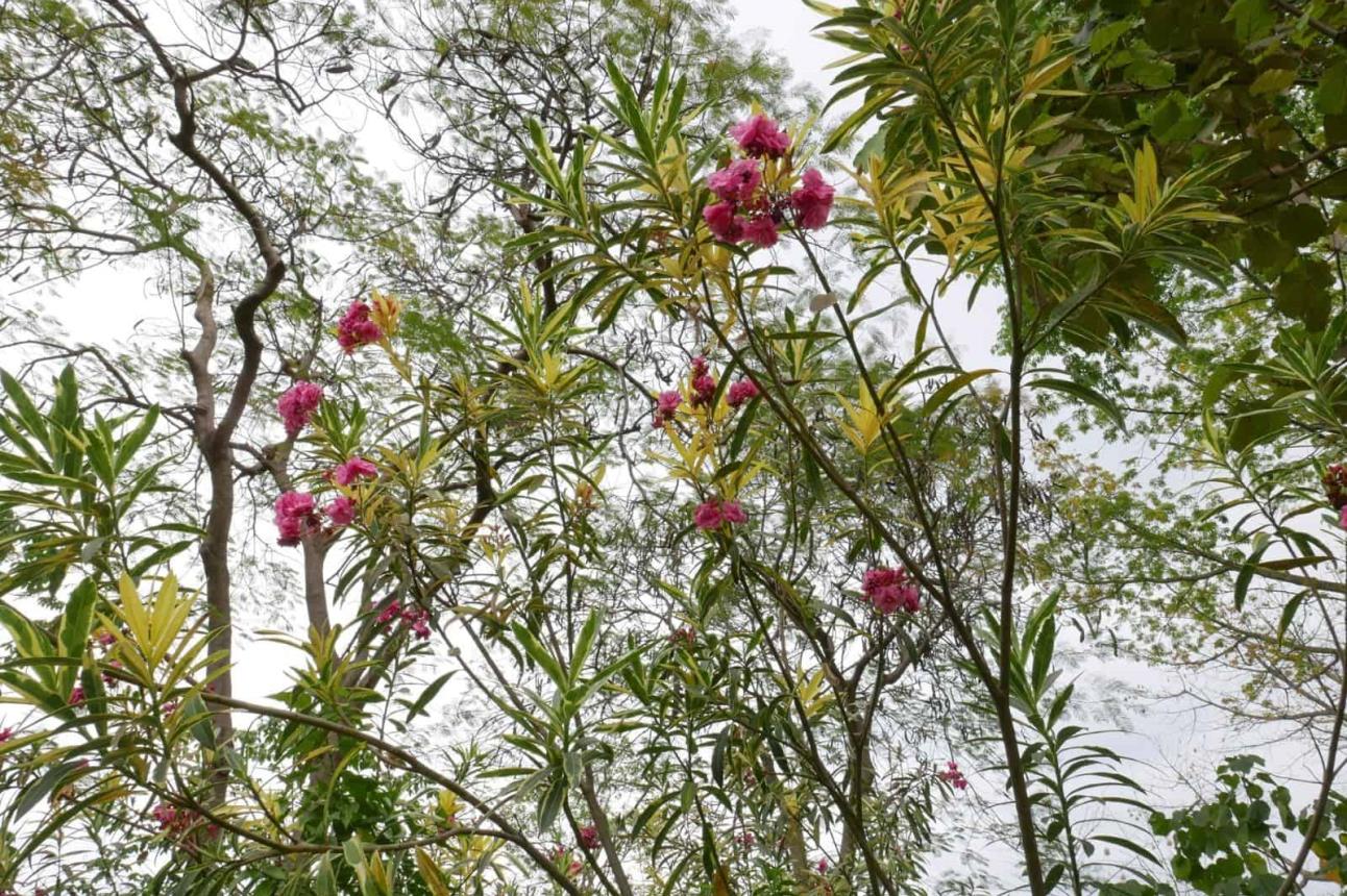 Floraciones en Jardín Botánico Culiacán. Foto Cortesía