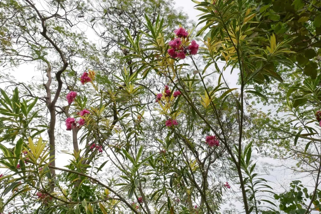 Floraciones en Jardín Botánico Culiacán. Foto Cortesía