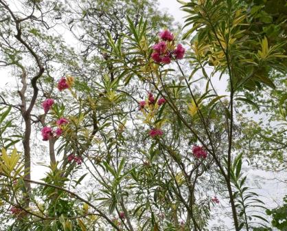 Vive las floraciones de primavera en el Jardín Botánico Culiacán