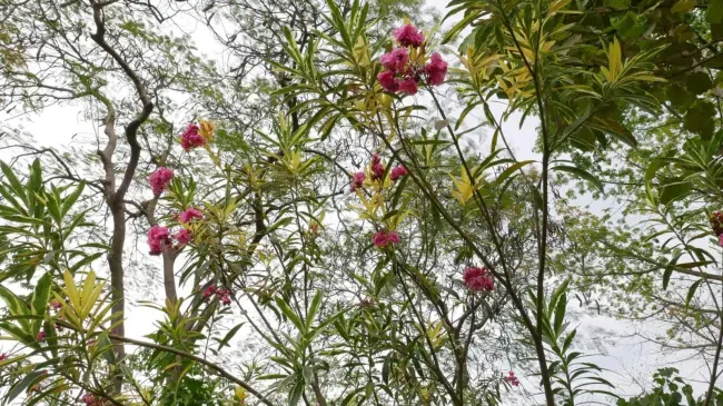 Floraciones en Jardín Botánico Culiacán. Foto Cortesía