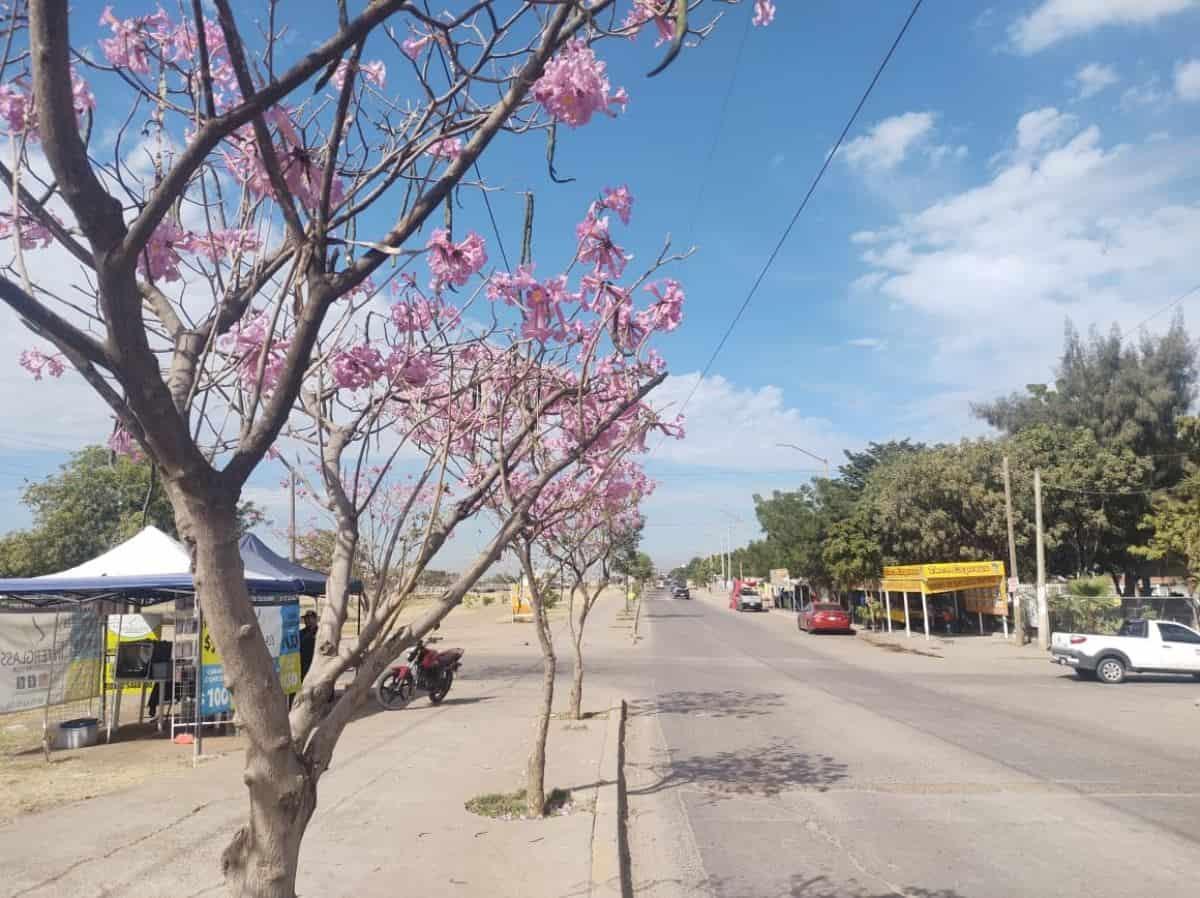 Sinaloa espera un día soleado con temperaturas mayores a 30°C. Foto: Tus Buenas Noticias