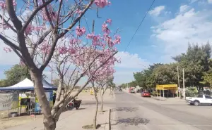 Clima en Sinaloa hoy 15 de abril: onda de calor traerá temperaturas de hasta 40°C