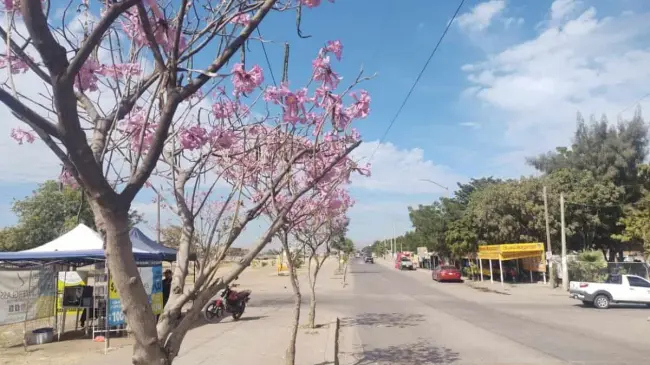Sinaloa espera un día soleado con temperaturas mayores a 30°C. Foto: Tus Buenas Noticias