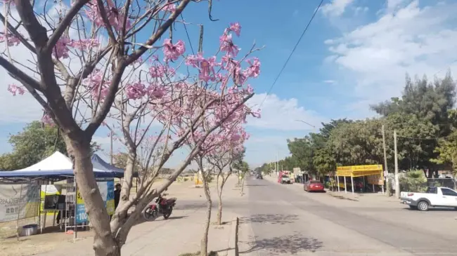 Sinaloa espera un día con cielos despejados y ambiente caluroso. Foto: Tus Buenas Noticias