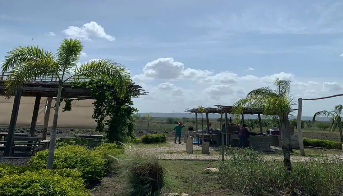 Campo Lavanda S23 en Tampico. Foto Alicia Gámez