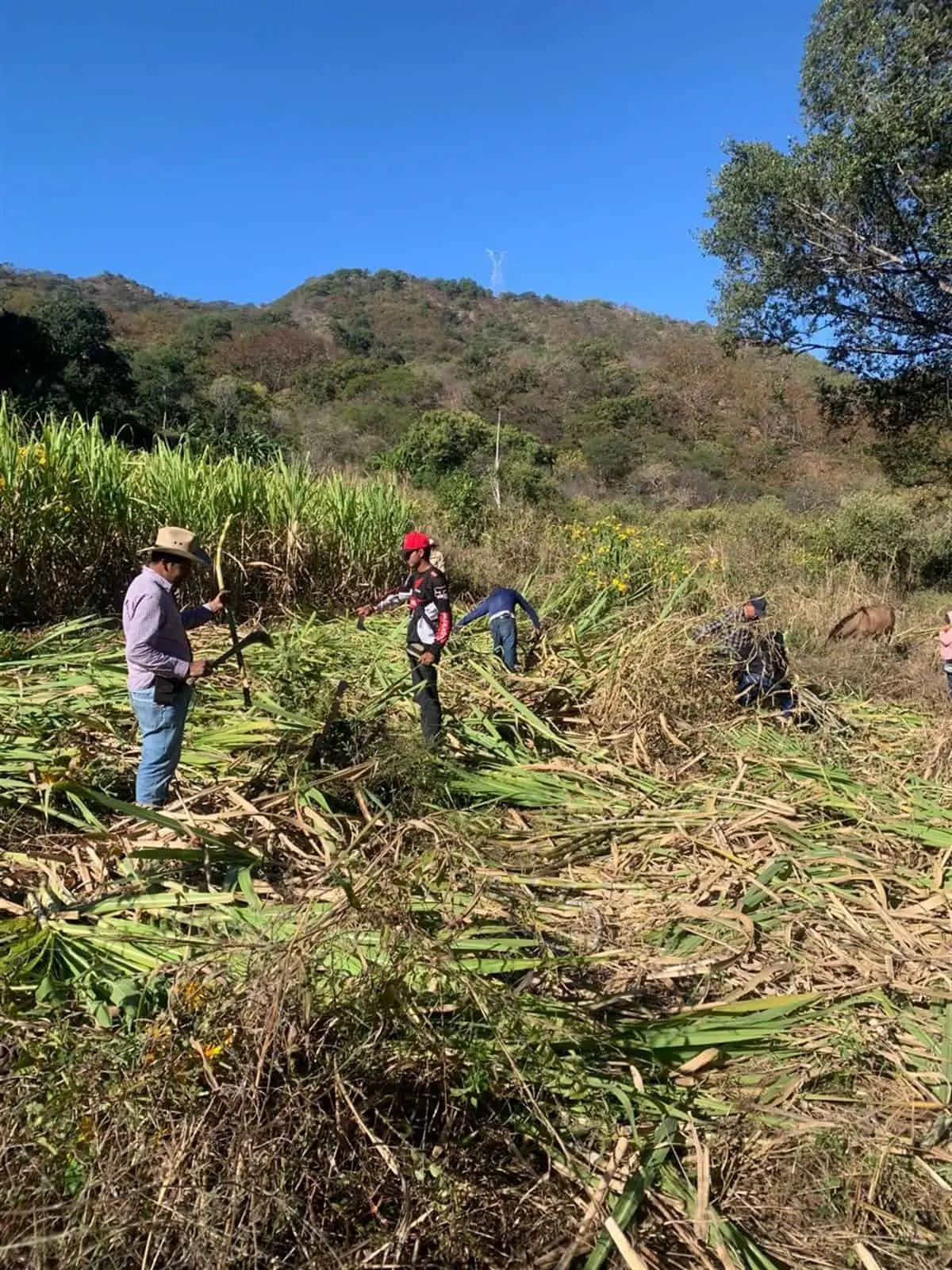 En Los Ocotes, Sinaloa, el corte de caña para la molienda une a la familia