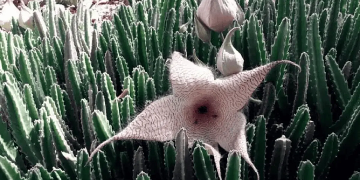 ¿Conoces la flor de la muerte? Stapelia Gigantea, impregna su olor putrefacto