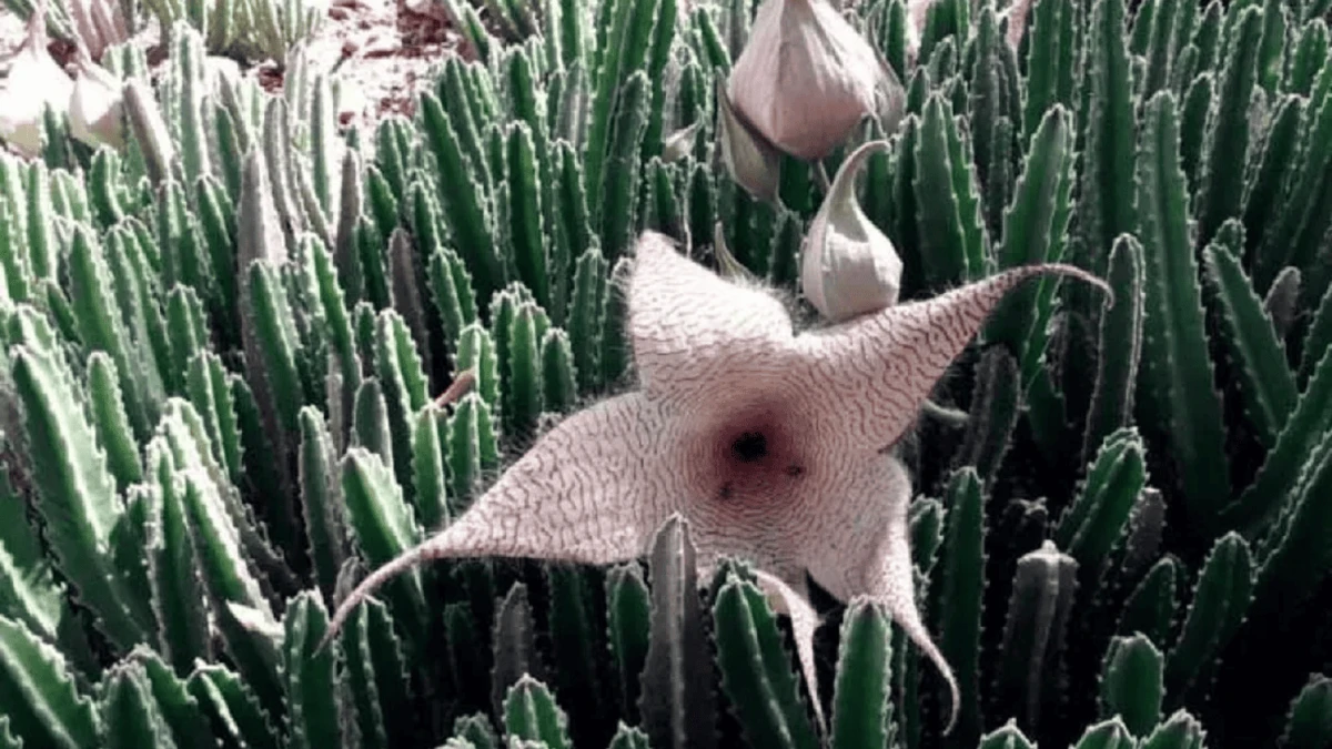 ¿Conoces la flor de la muerte? Stapelia Gigantea, impregna su olor putrefacto