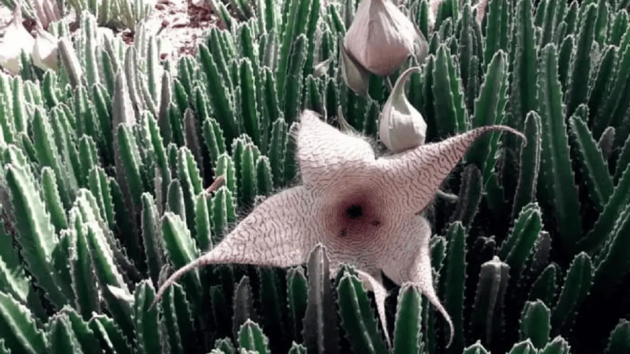 ¿Conoces la flor de la muerte? Stapelia Gigantea, impregna su olor putrefacto