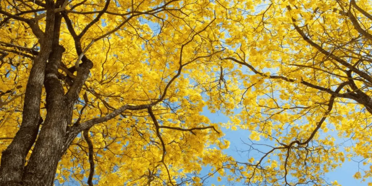 Este árbol es un símbolo de la riqueza natural de las regiones donde prospera | Imagen: Shutterstock