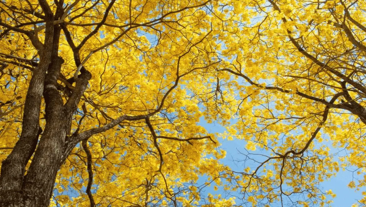 Este árbol es un símbolo de la riqueza natural de las regiones donde prospera | Imagen: Shutterstock