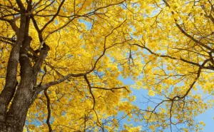 Guadalajara se viste de amarillo con el guayacán, Te contamos todo de este hermoso árbol