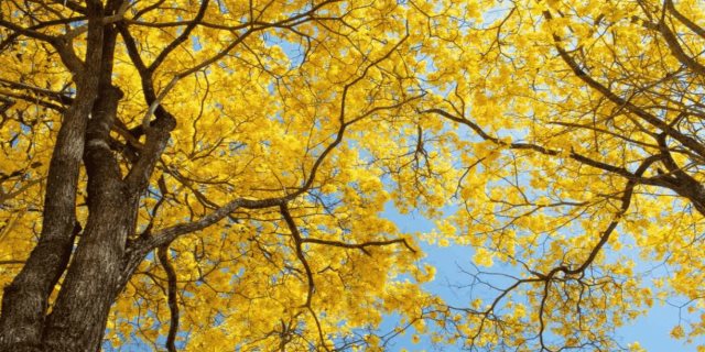 Guadalajara se viste de amarillo con el guayacán, Te contamos todo de este hermoso árbol