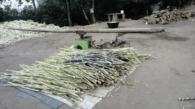 El molino de caña en Los Ocotes, sierra de Concordia, Sinaloa, más de un siglo de tradición