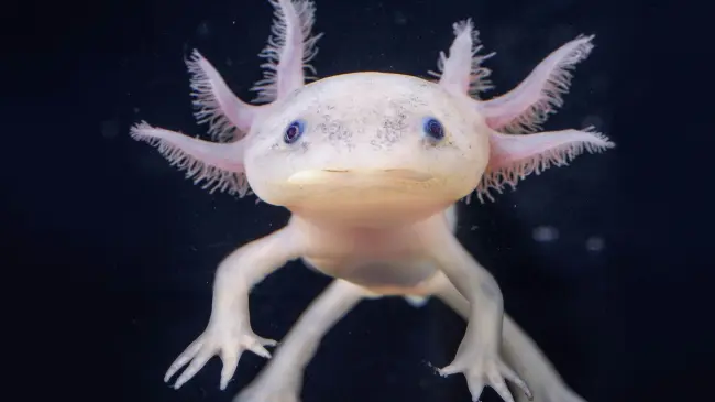 Ajolote. Foto NatGeo
