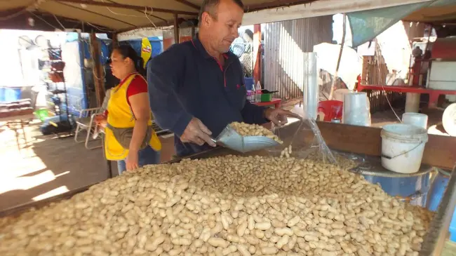 Fernando Hernández El Inge, el cacahuatero más famoso de Guamúchil