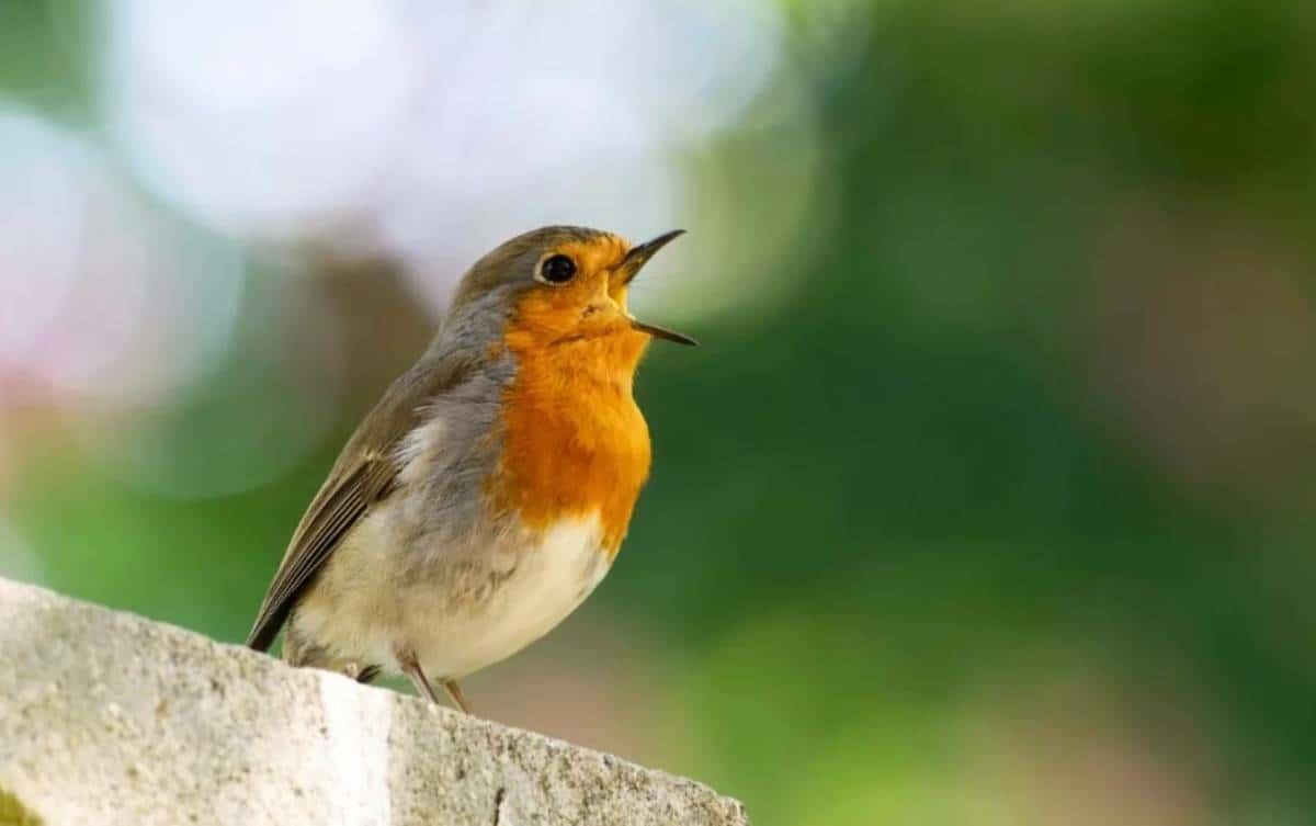 Pájaro cantando por la mañana. Foto ABC