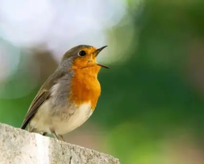 El canto de los pájaros