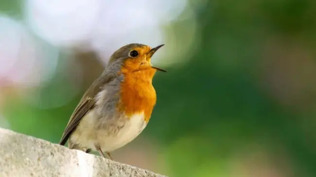 Pájaro cantando por la mañana. Foto ABC