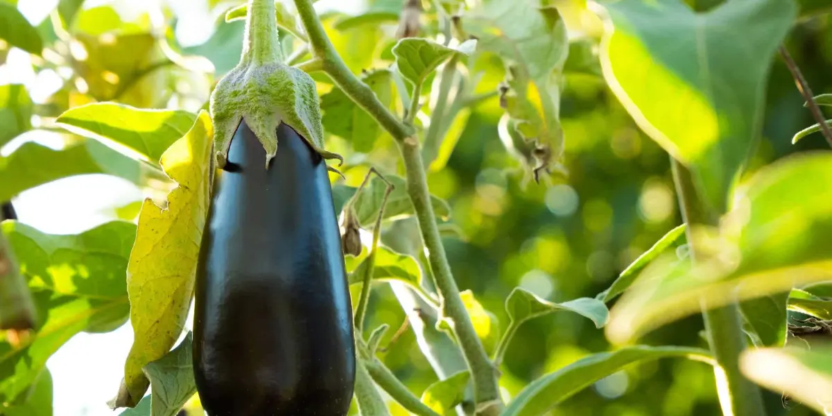 Sinaloa se cuelga el oro en la producción de berenjena.