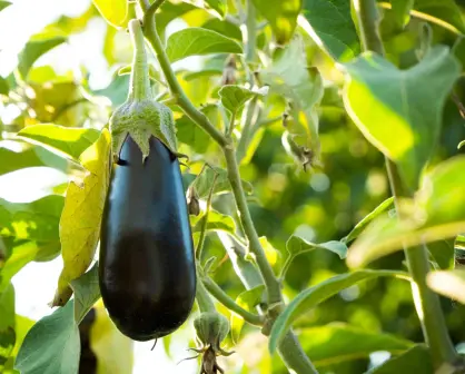 Sinaloa se cuelga el oro en la producción de berenjena