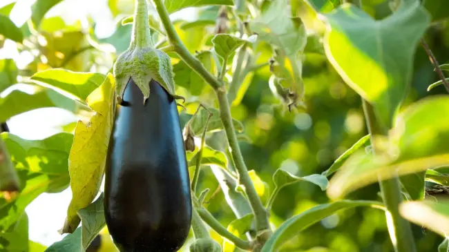 Sinaloa se cuelga el oro en la producción de berenjena.