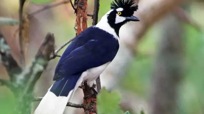 Chara Pinta, ave majestuosa de Sinaloa, única en el mundo. Foto eBird